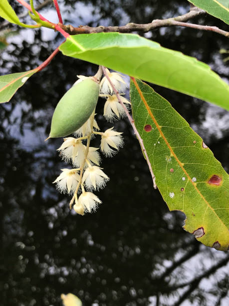 Elaeocarpus hygrophilus