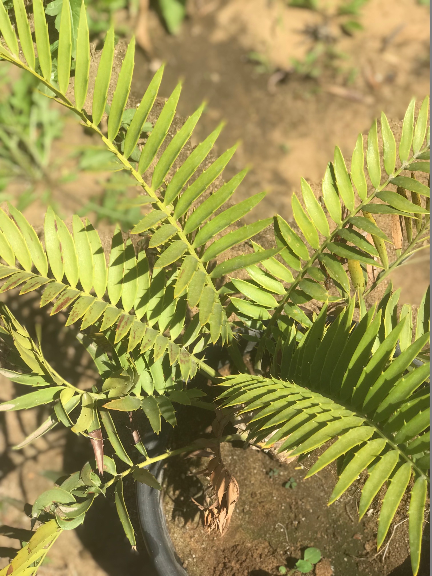 Encephalartos msinganus