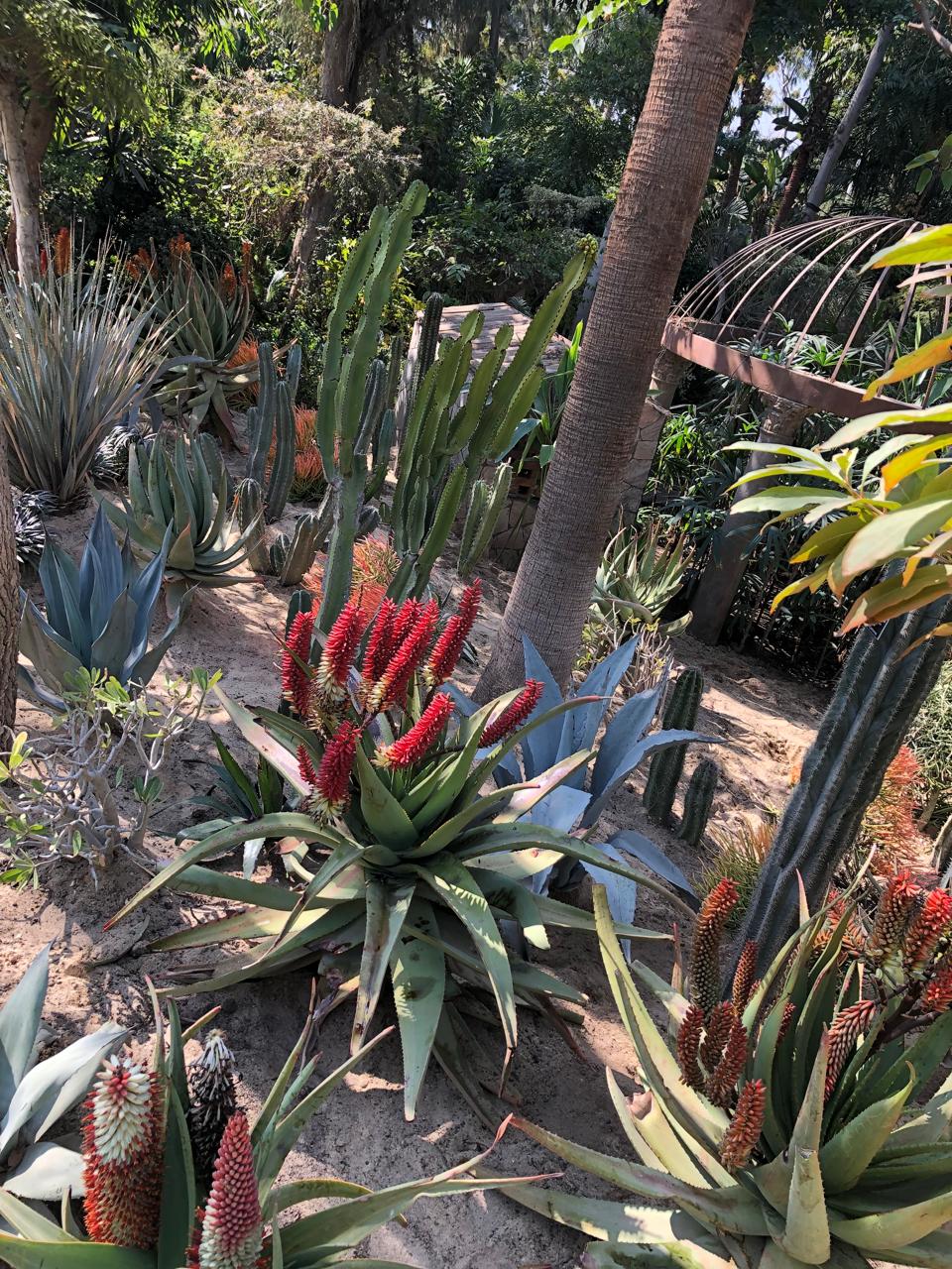 aloe ferox