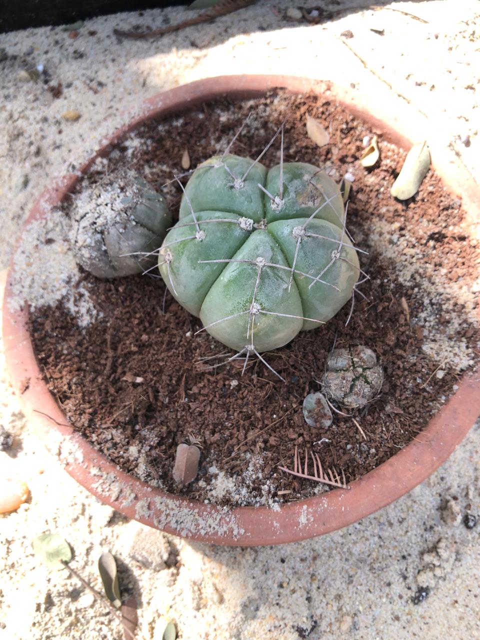 Gymnocalycium horstii