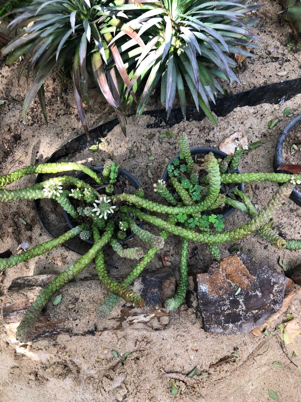 Euphorbia guentheri