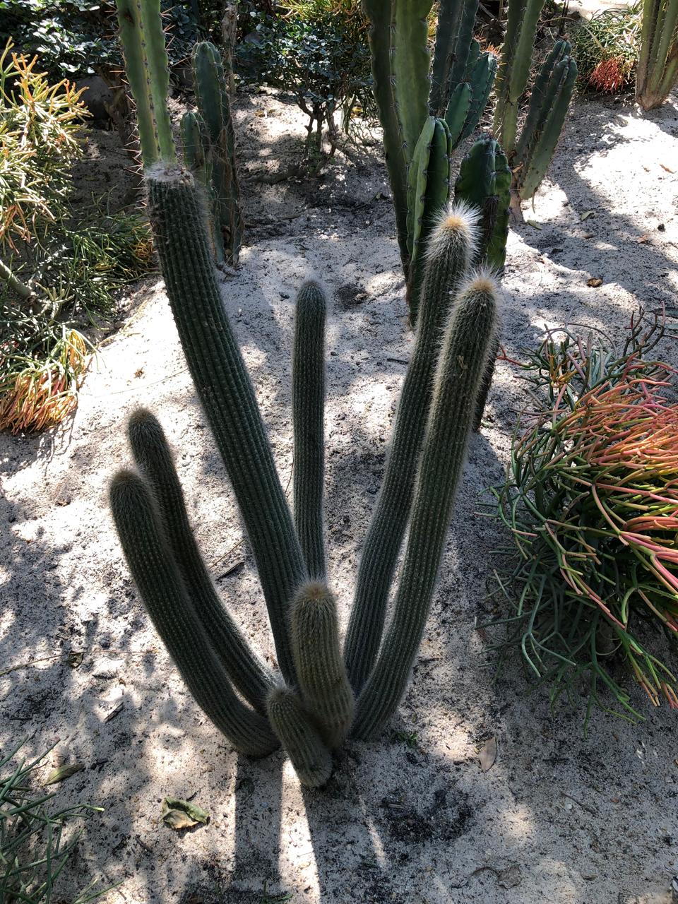 Espostoa guentheri