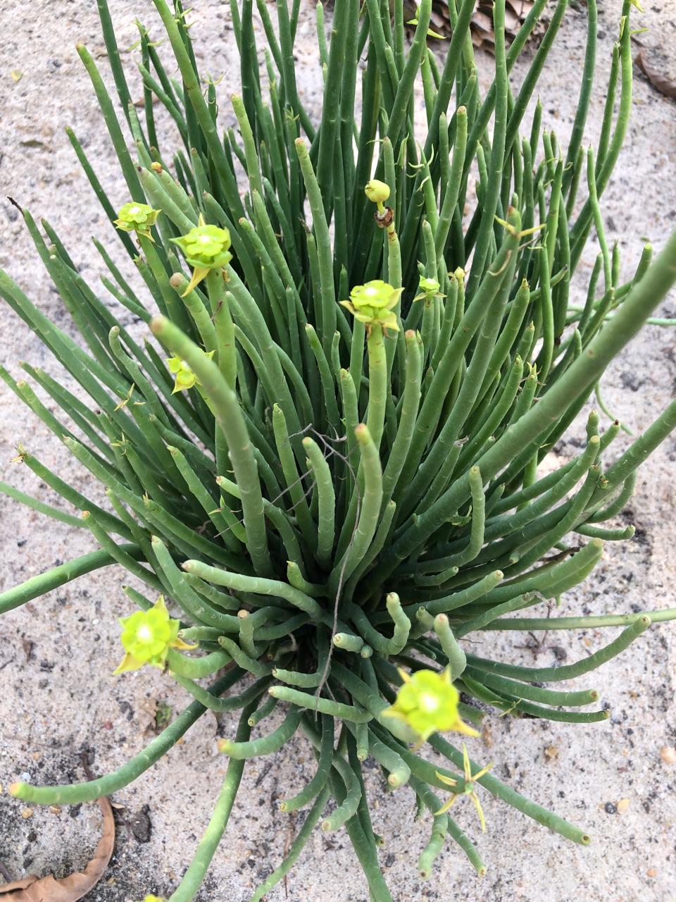 Euphorbia mauritanica