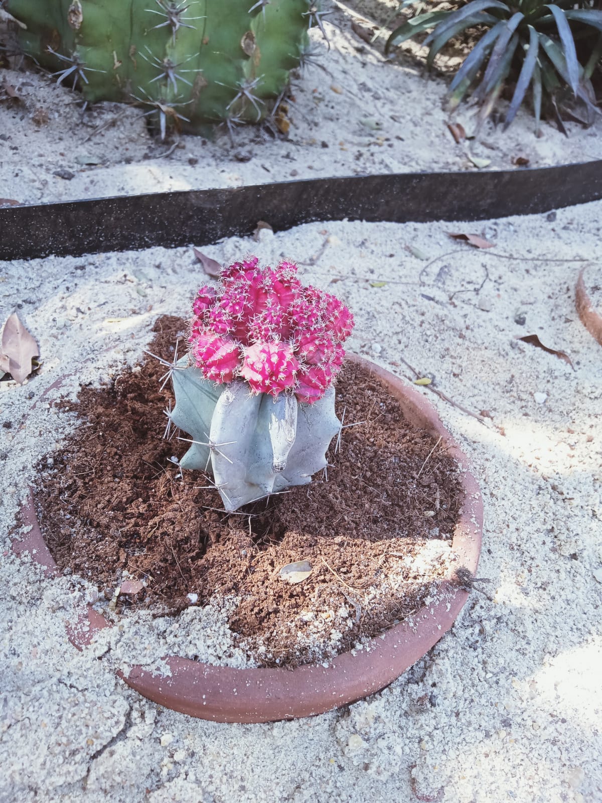 Gymnocalycium mihanovichii