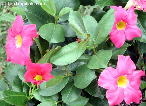 Mandevilla sanderi