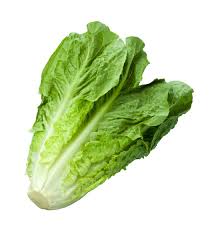 Lactuca sativa