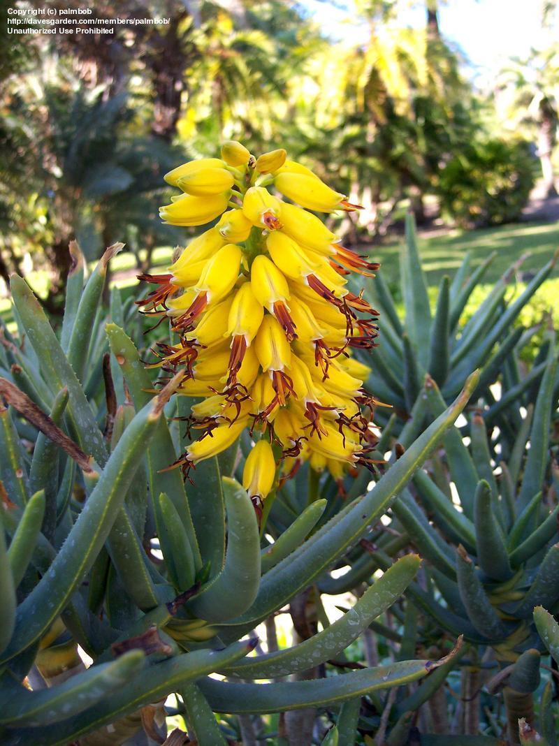 aloe ramosissima