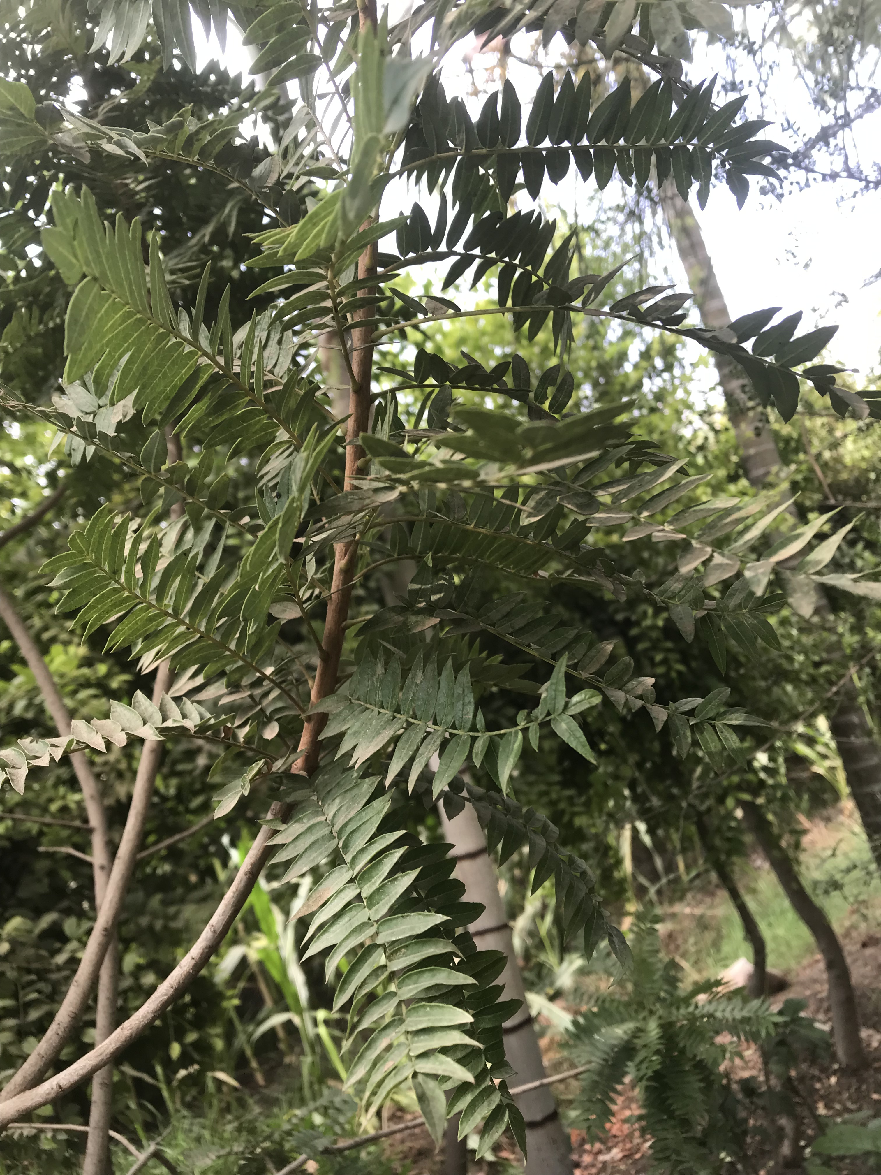 Kirkia acuminata