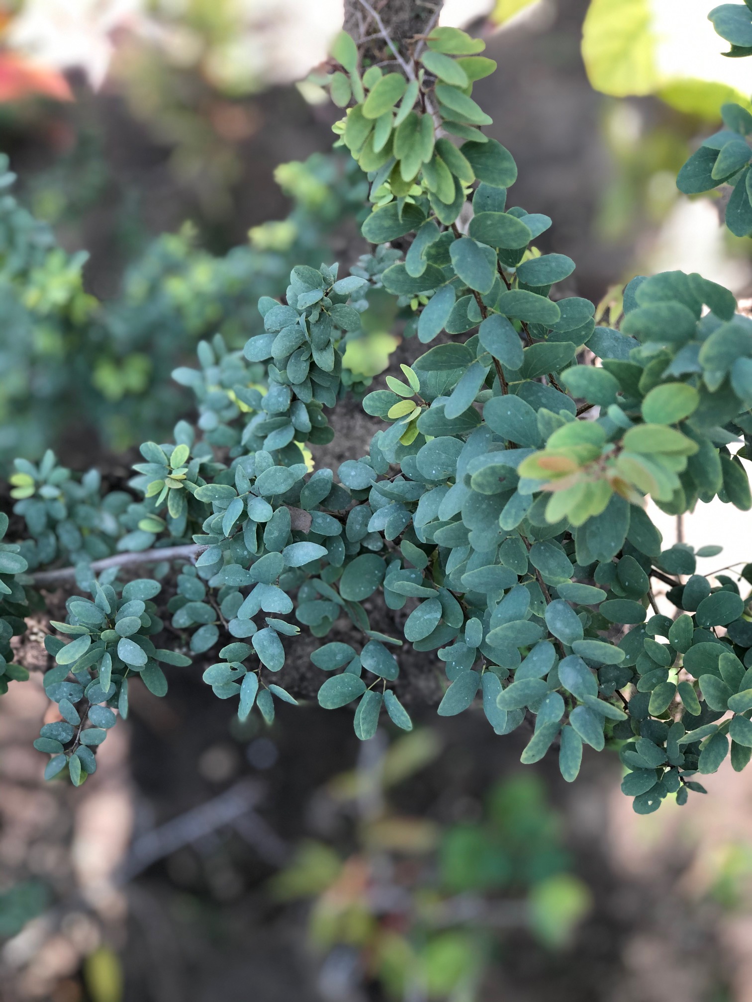 Bauhinia gilva