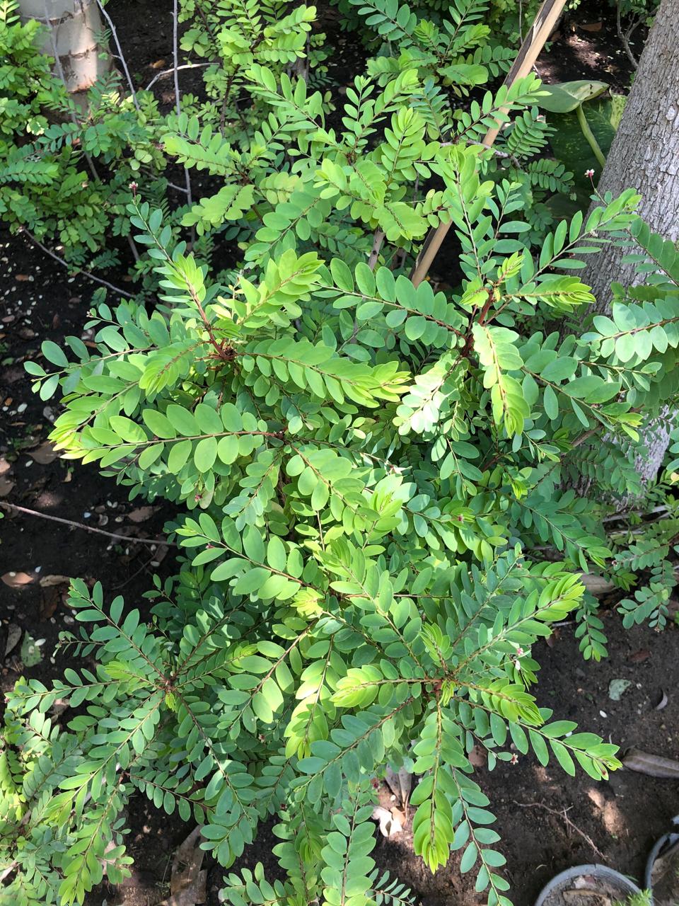 Phyllanthus pulcher