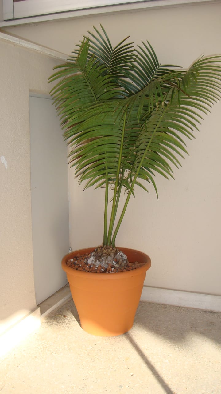 Encephalartos inopinus