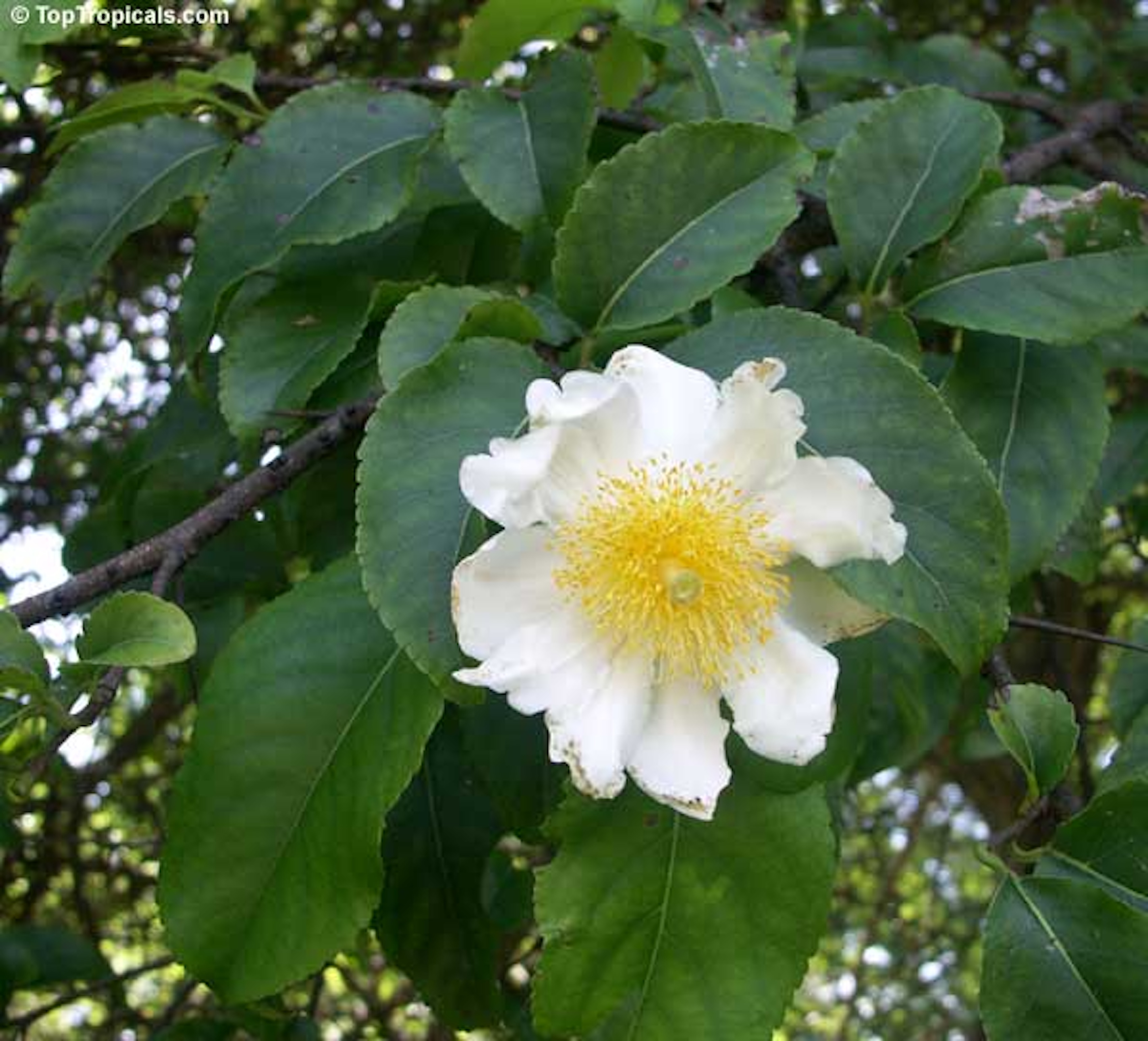 Oncoba spinosa