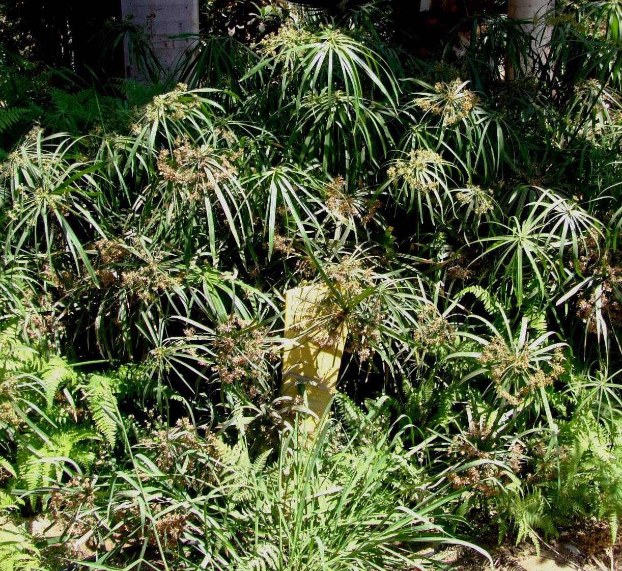 Cyperus alternifolius