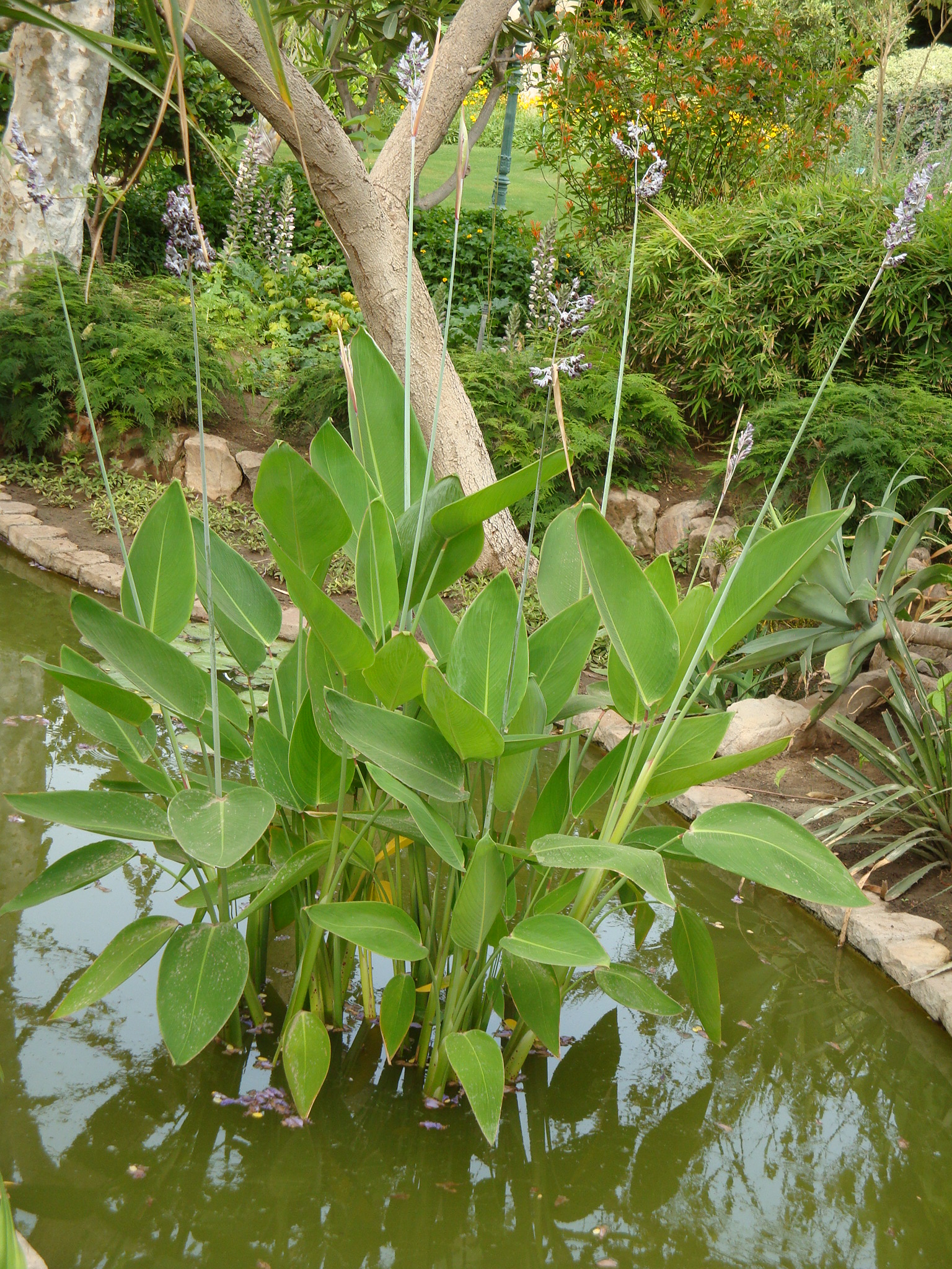 Thalia dealbata