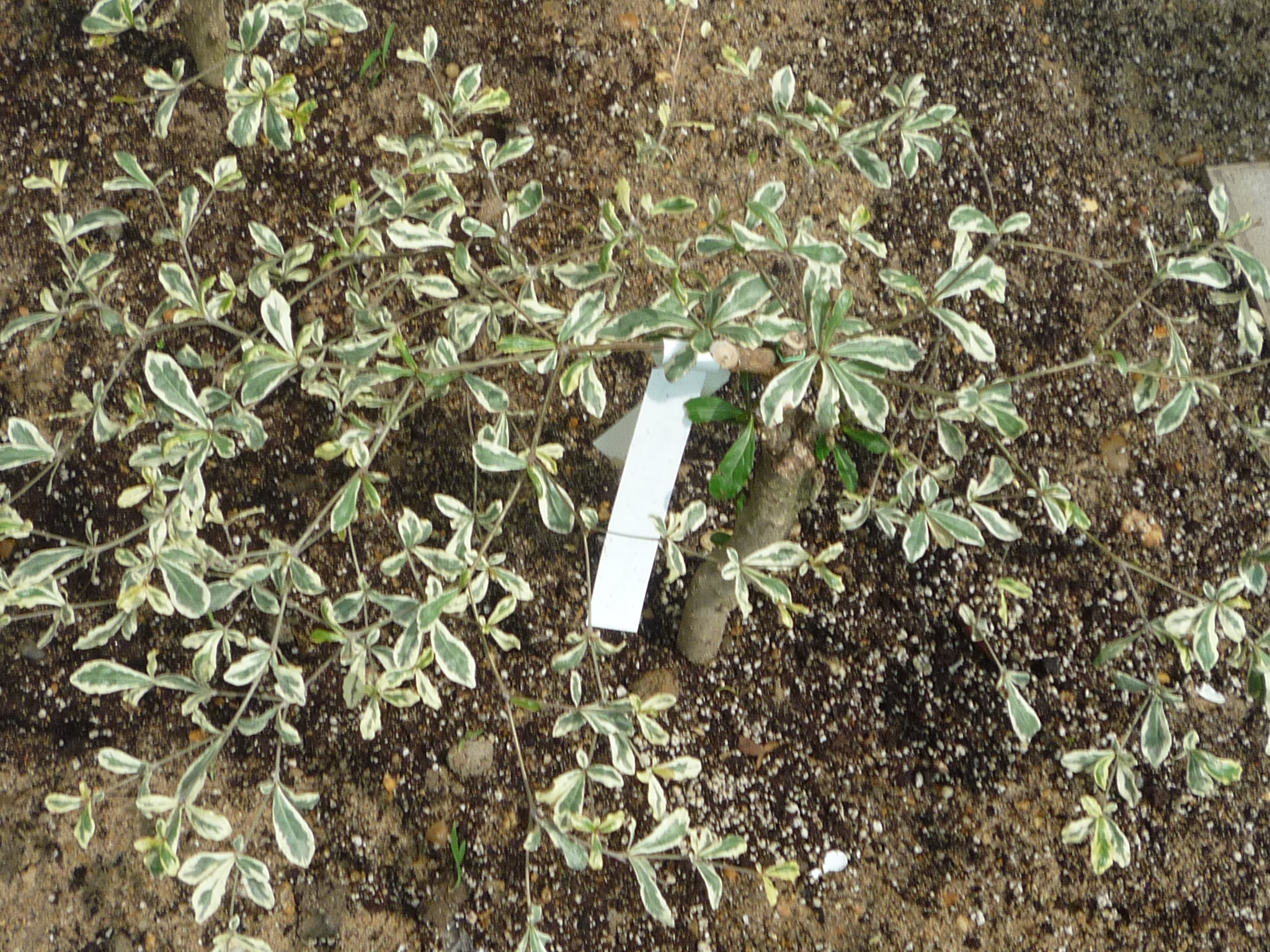 terminalia ivorensis