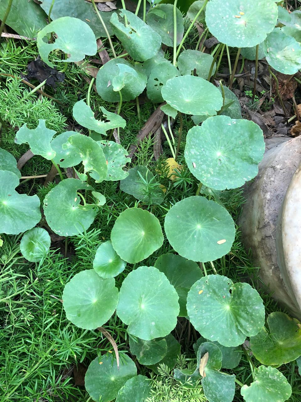Hydrocotyle umbellata