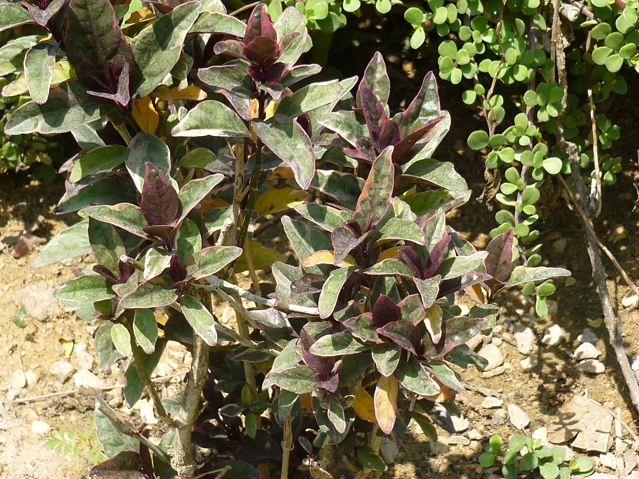 Pseuderanthemum maculatum
