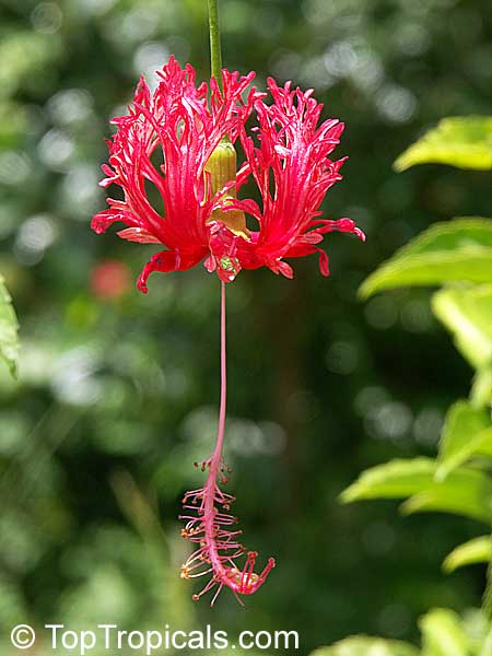 Hibiscus schizopetalus
