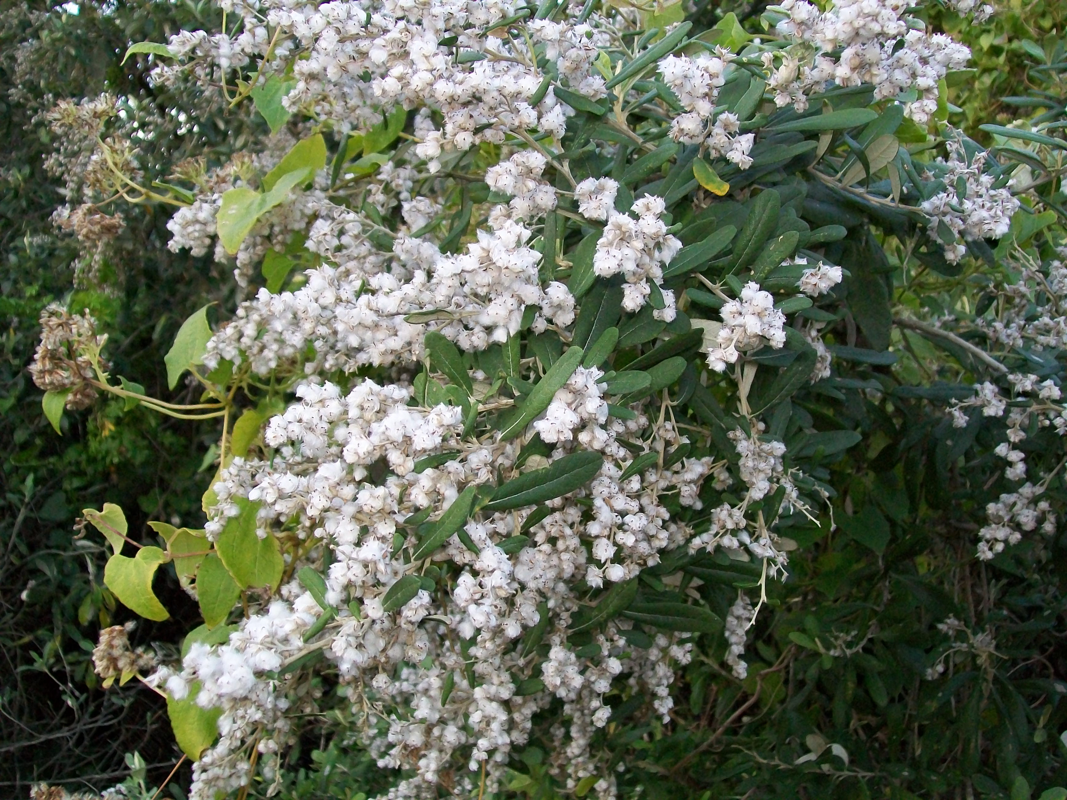 Tarchonanthus camphoratus