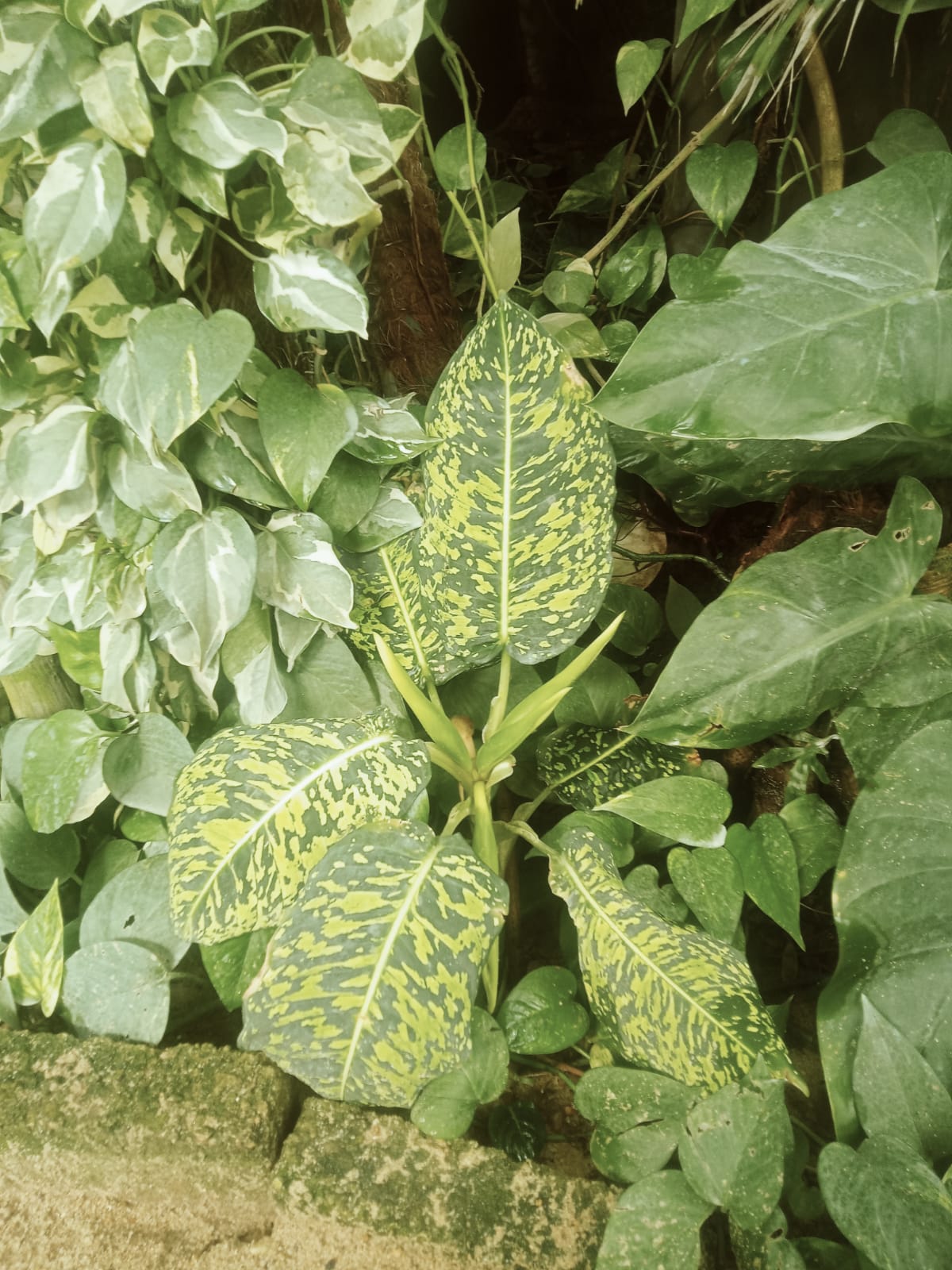 Dieffenbachia seguine