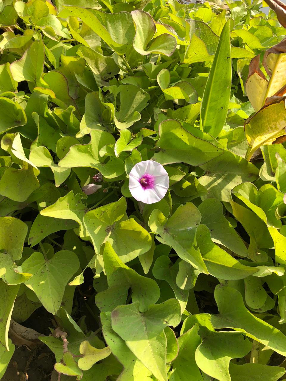 Ipomoea batatas