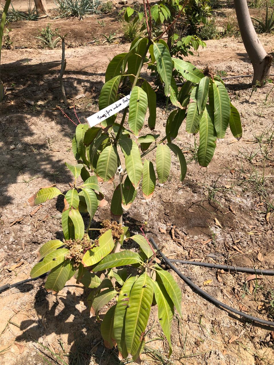 Mangifera indica