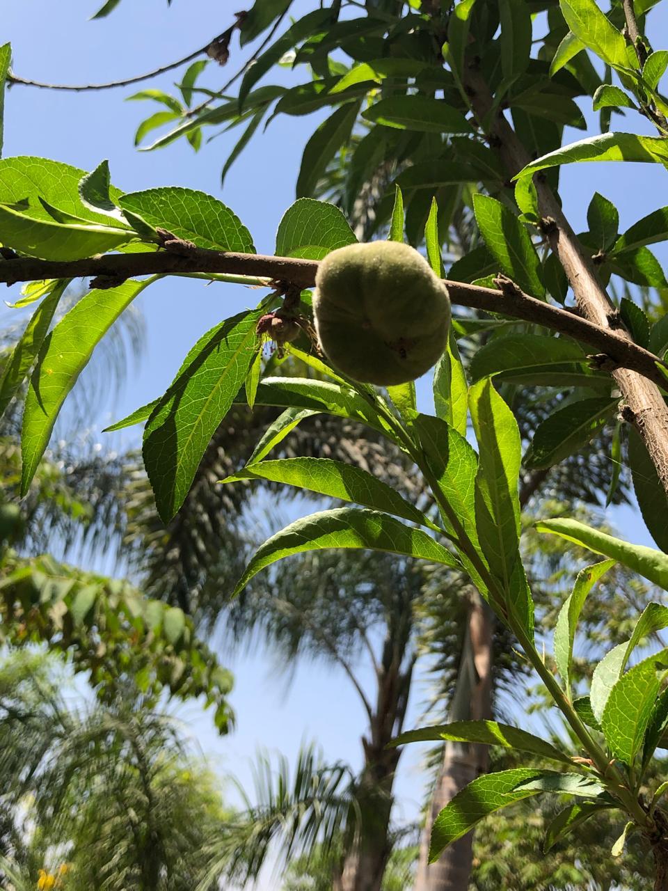 Prunus persica
