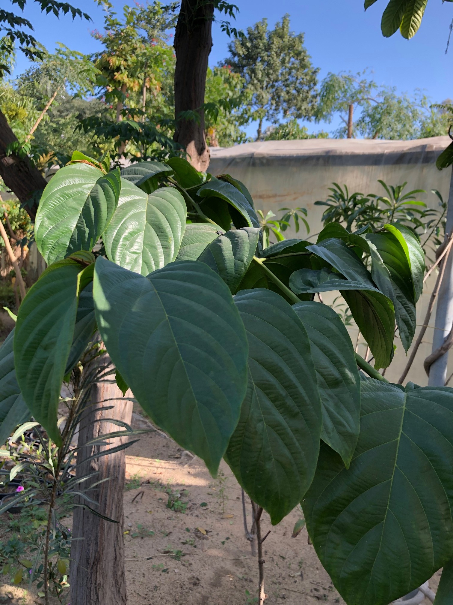 Colubrina arborescens
