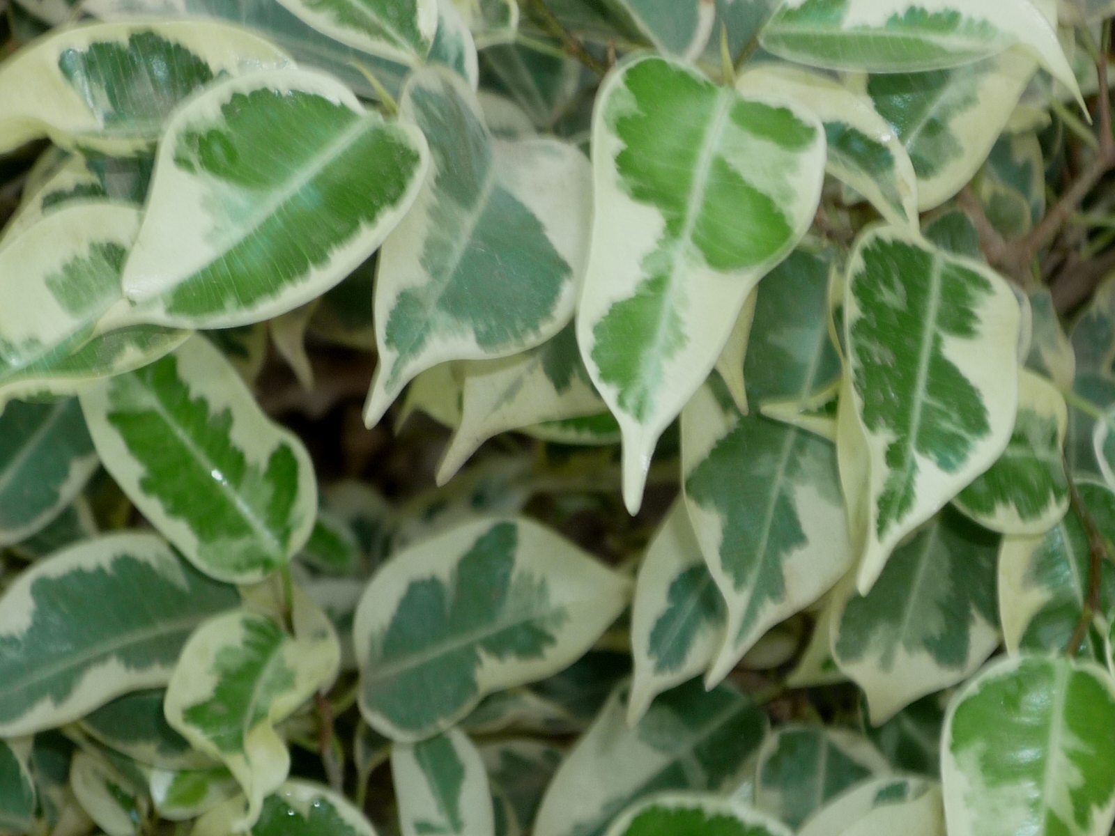 Ficus benjamina