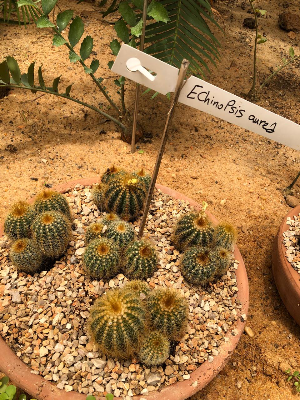 Echinopsis aurea