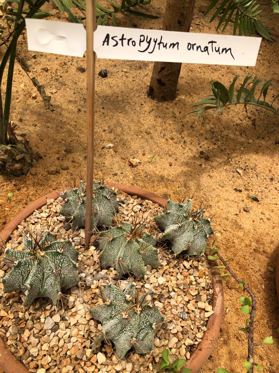 Astrophytum ornatum