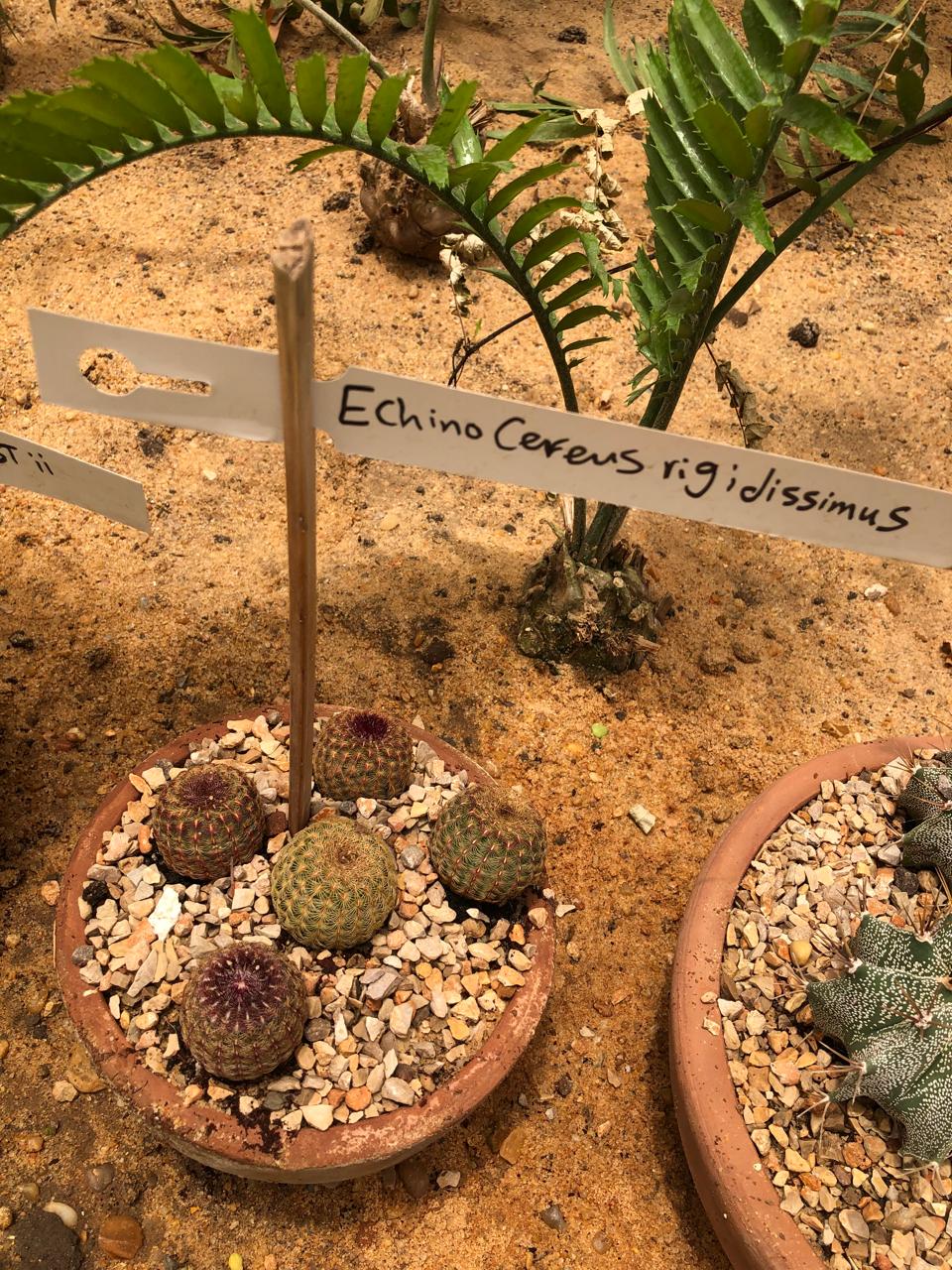 Echinocereus rigidissimus
