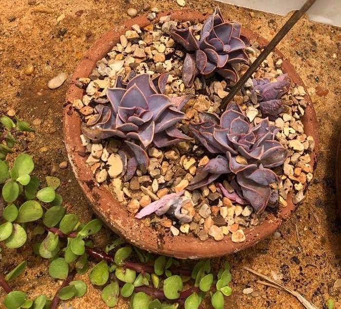 Echeveria elegans