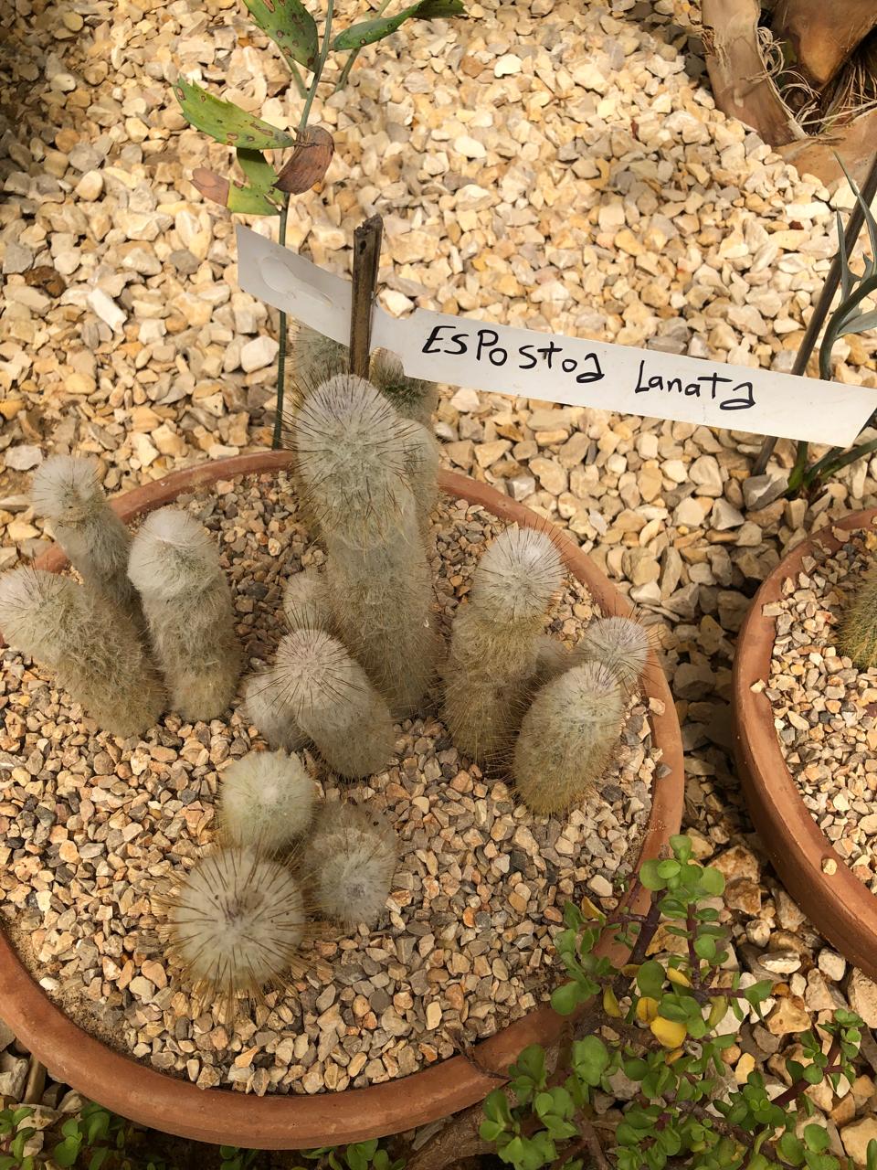 Espostoa lanata