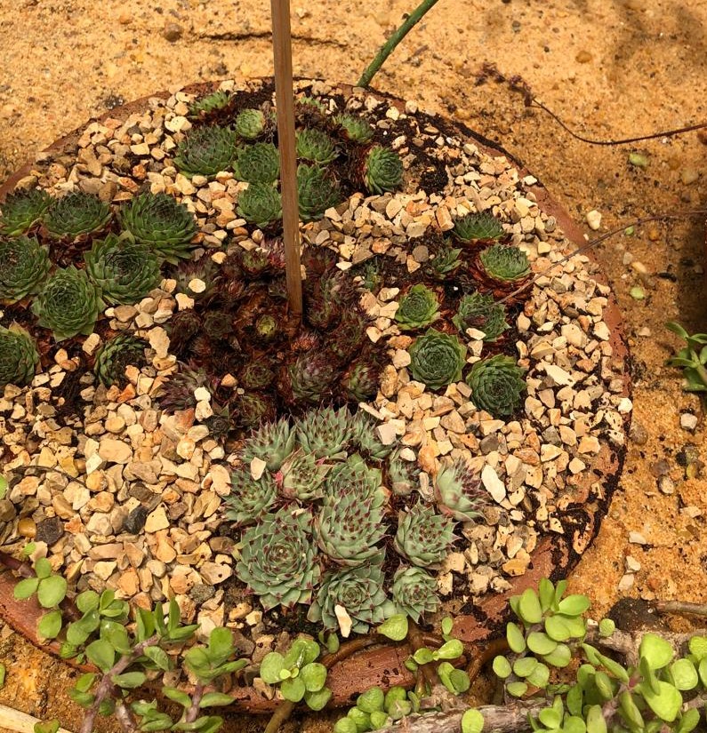 sempervivum tectorum