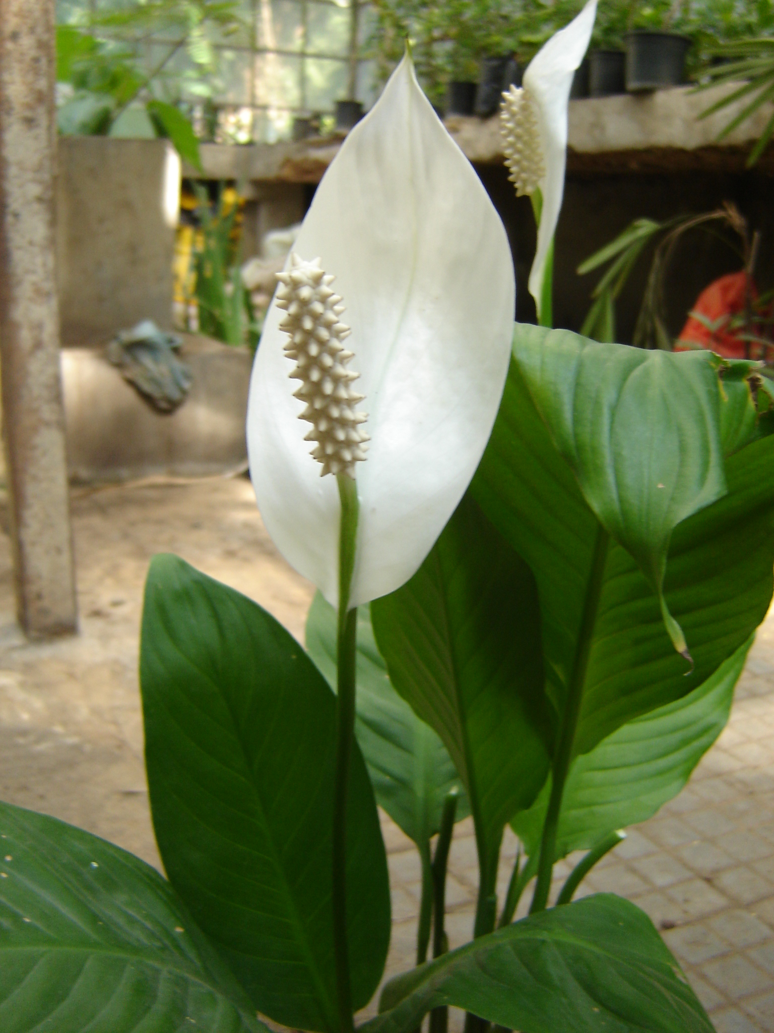 Spathiphyllum commutatum
