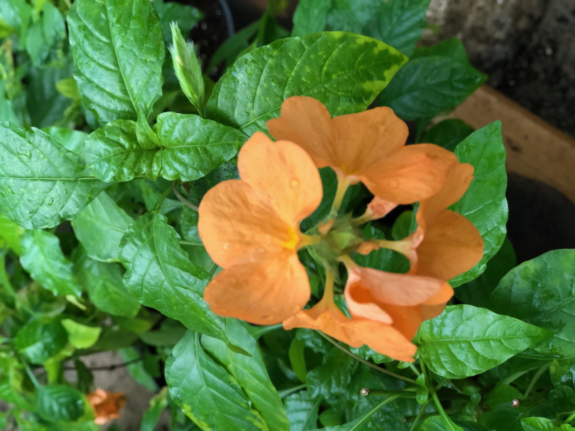 Crossandra infudibuliformis