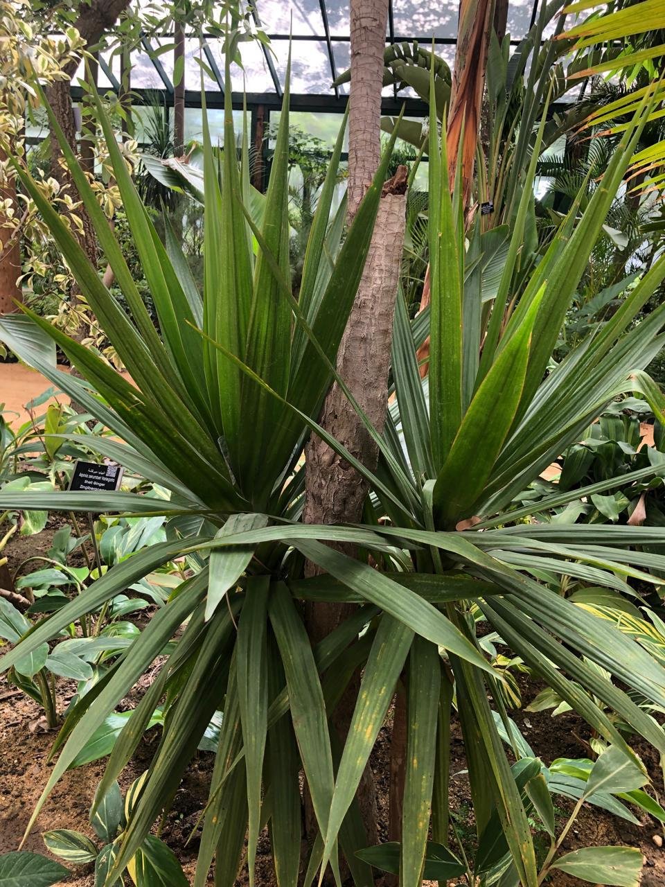 Dracaena arborea