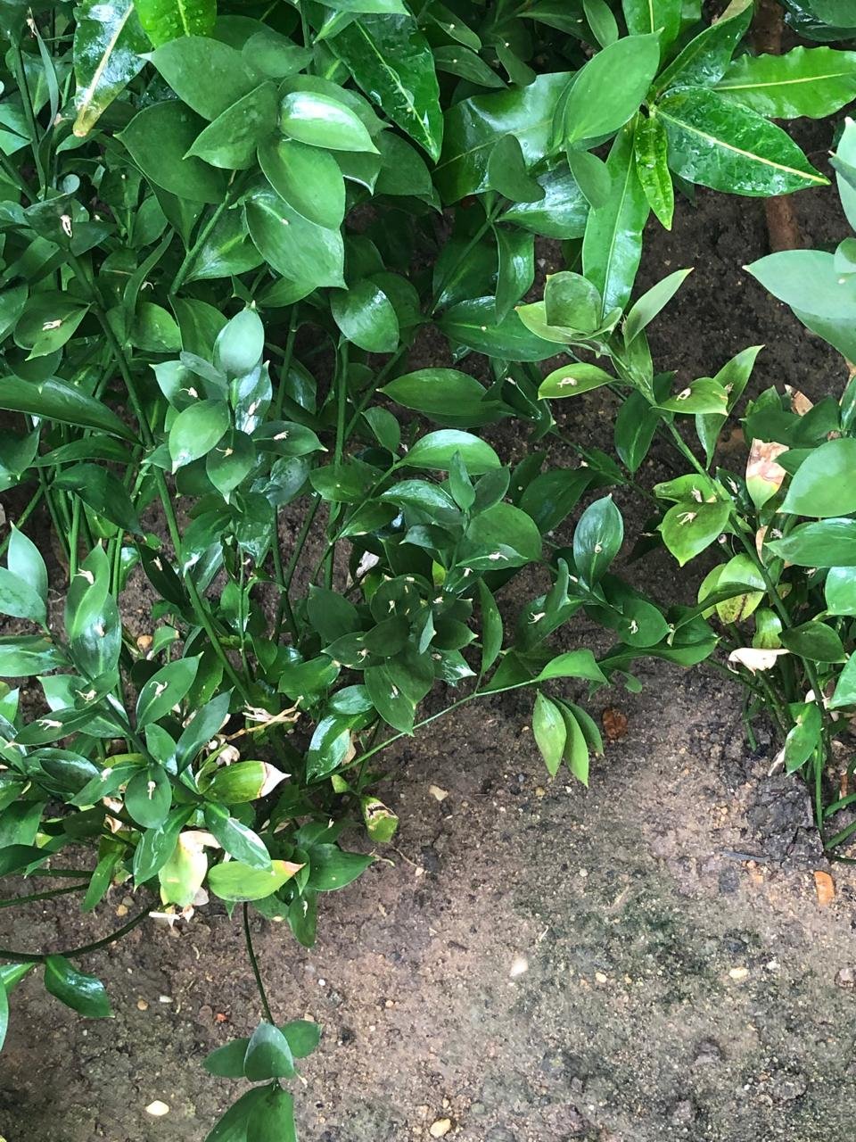 Ruscus aculeatus