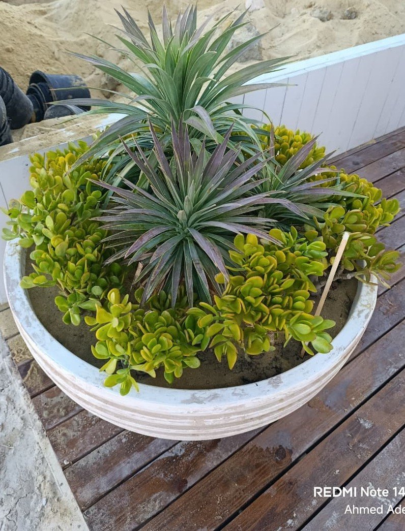 crassula ovata