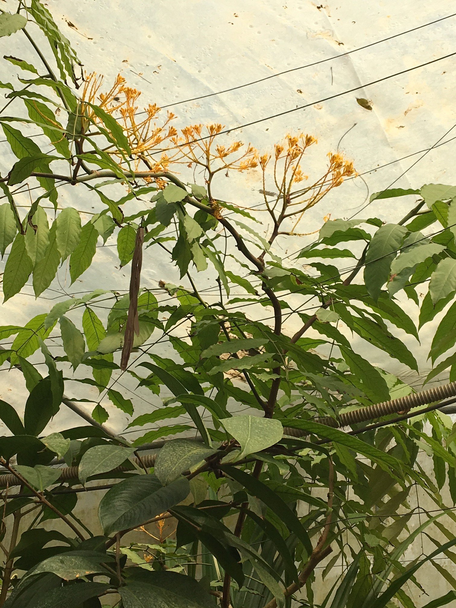Saraca Thaipingensis