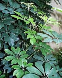 Schefflera arboricola