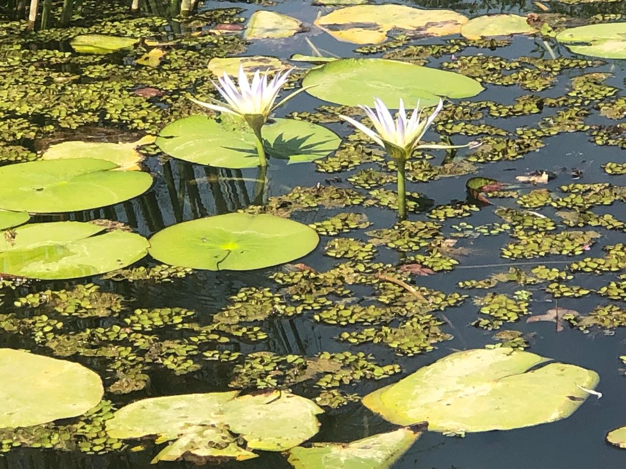 Nymphaea caerulea