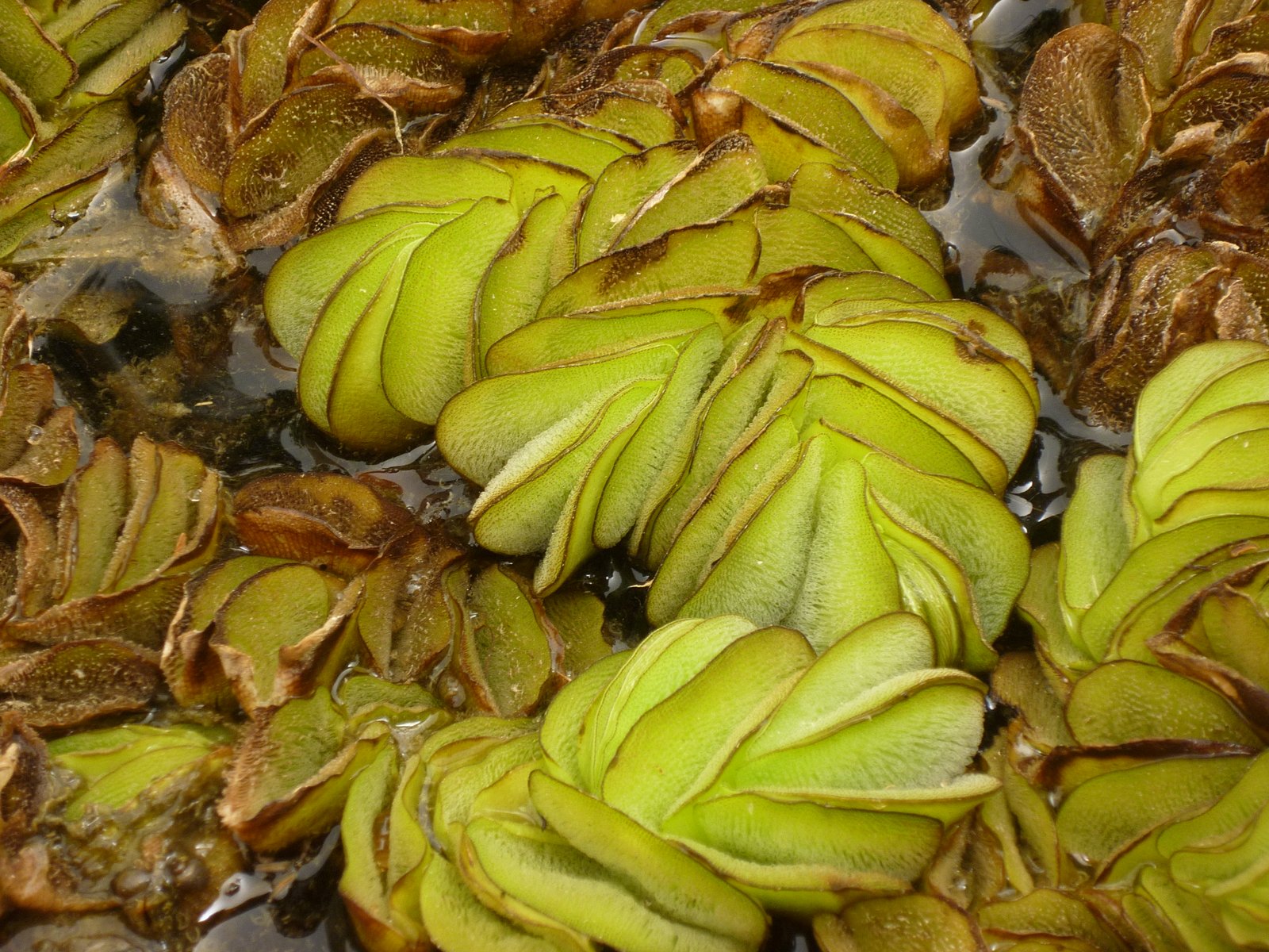 Salvinia auriculata