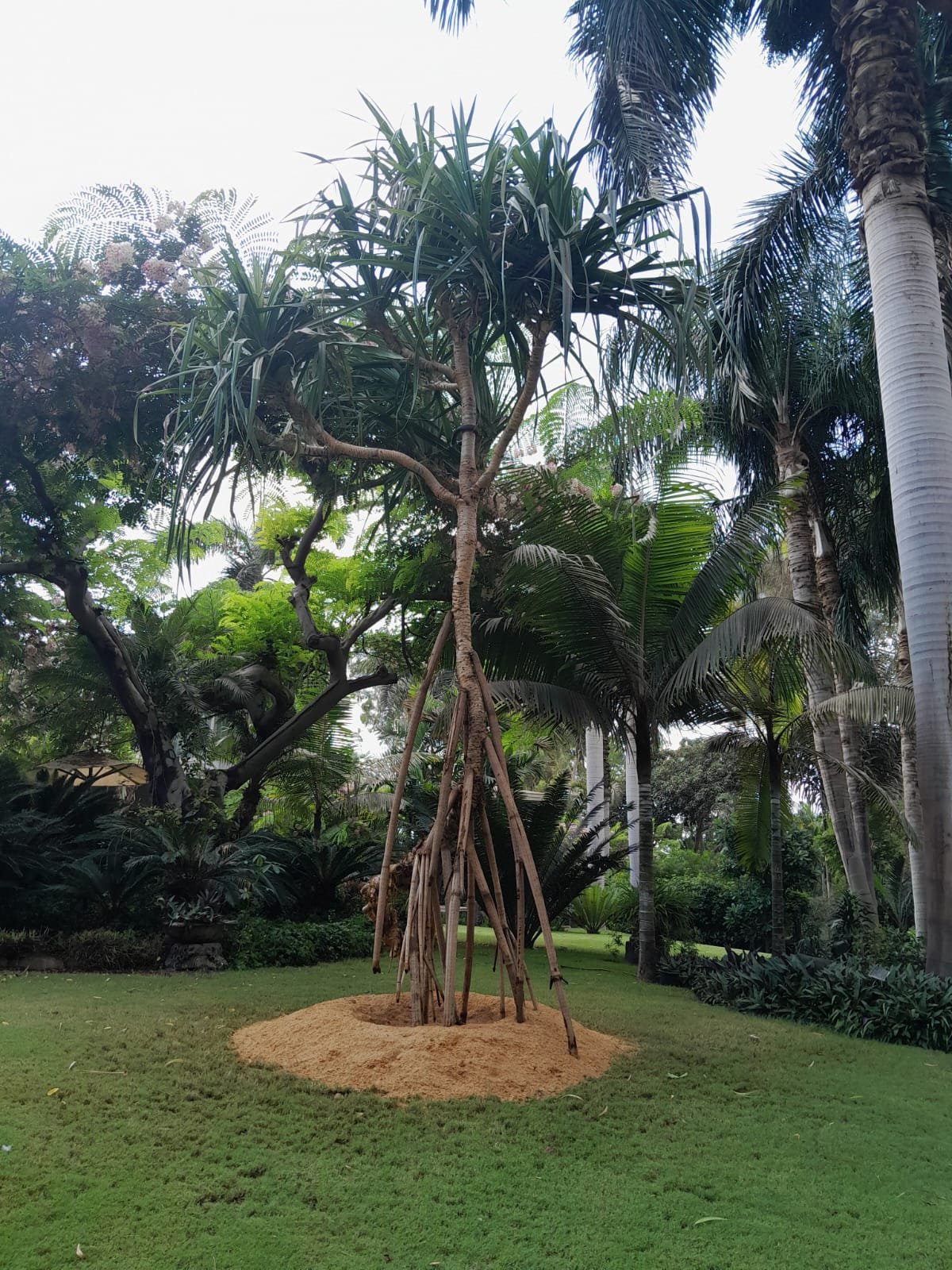 Pandanus forsteri