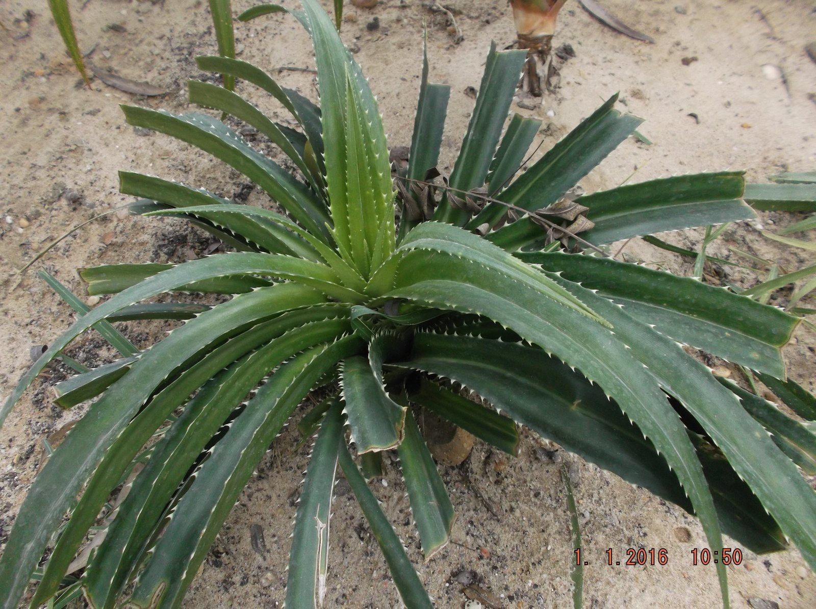 Pandanus pristis