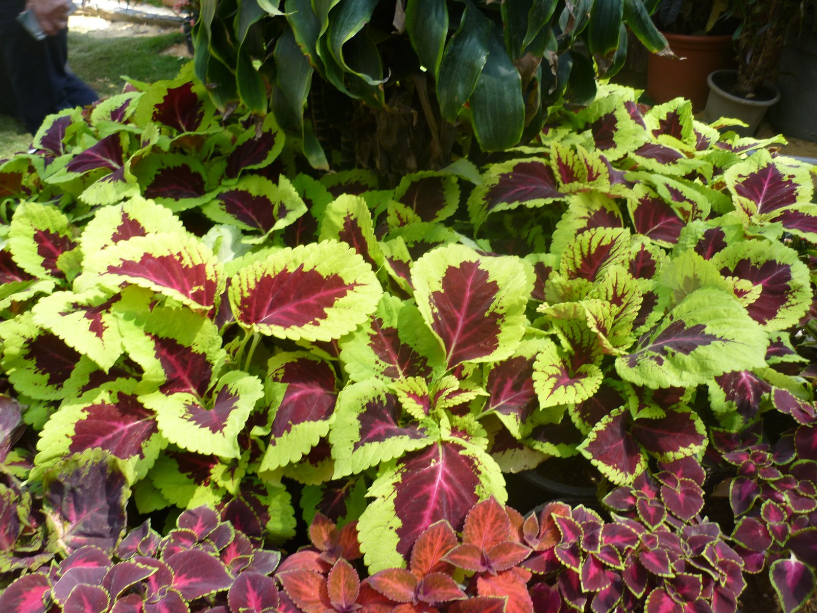 Coleus scutellarioides
