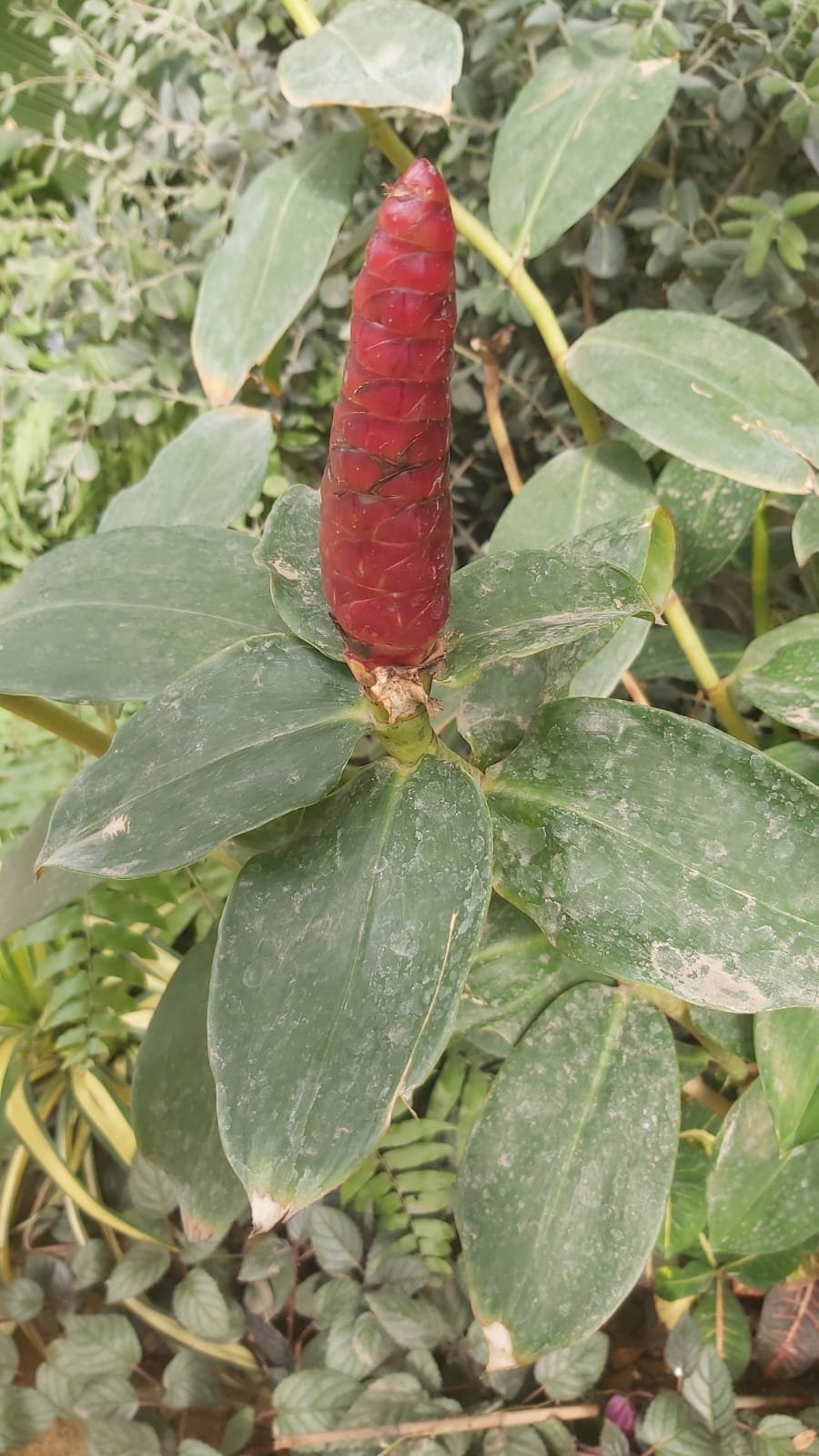 Costus spicatus