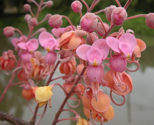 Cassia Grandis Mazhar Botanic Garden 