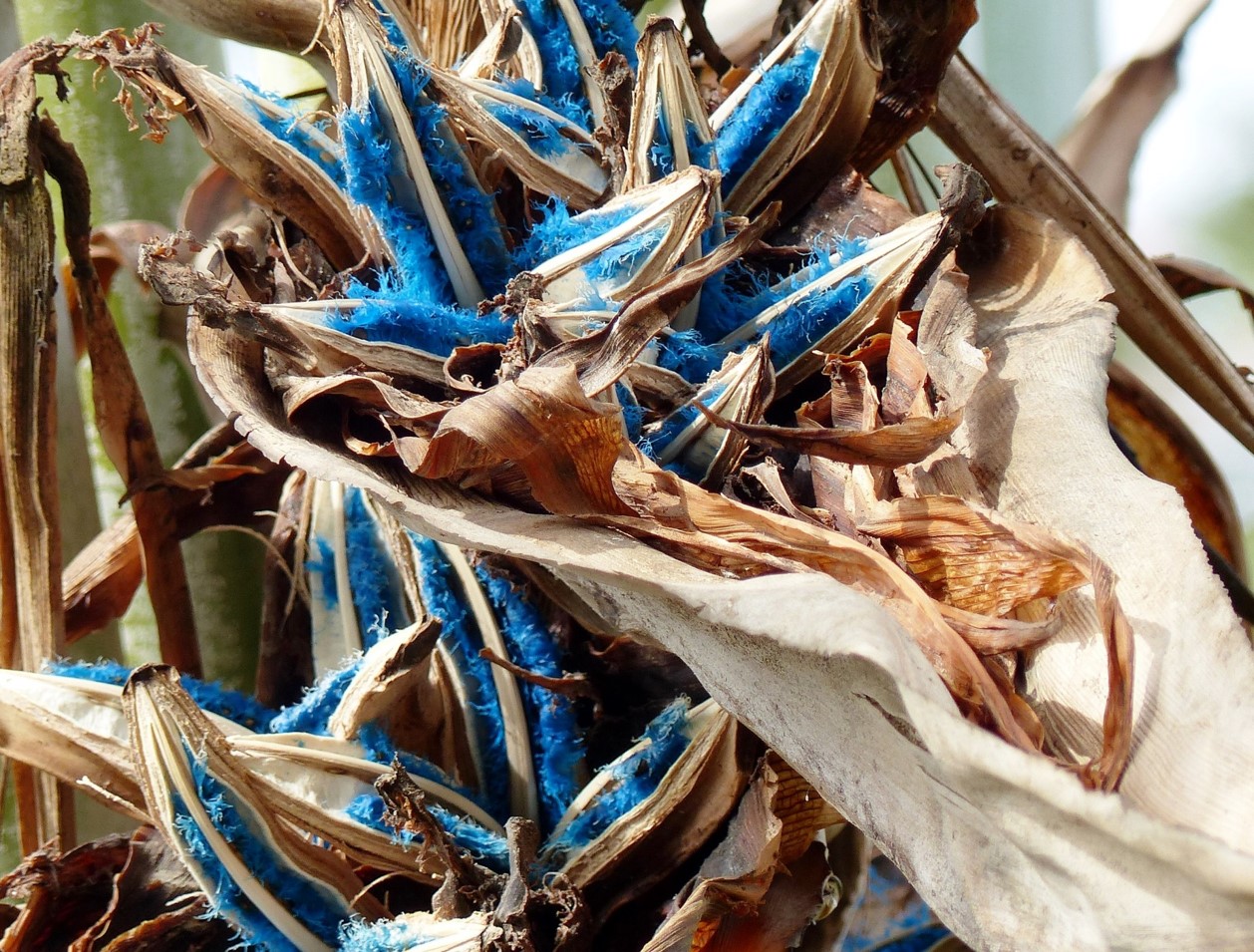 Ravenala Madagascariensis – The Exotic Seed Emporium